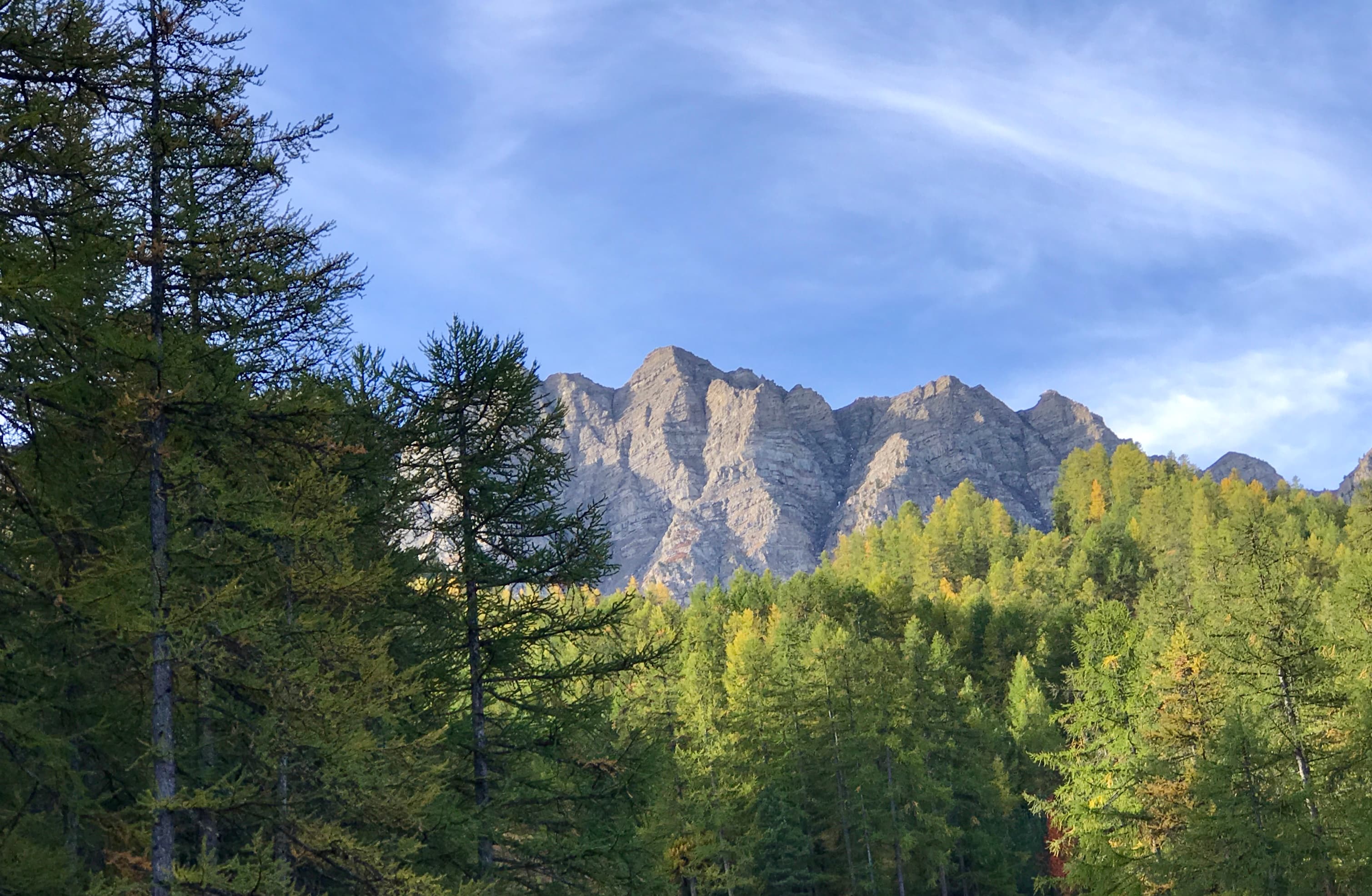 Forêt de mélèzes et sommets en été