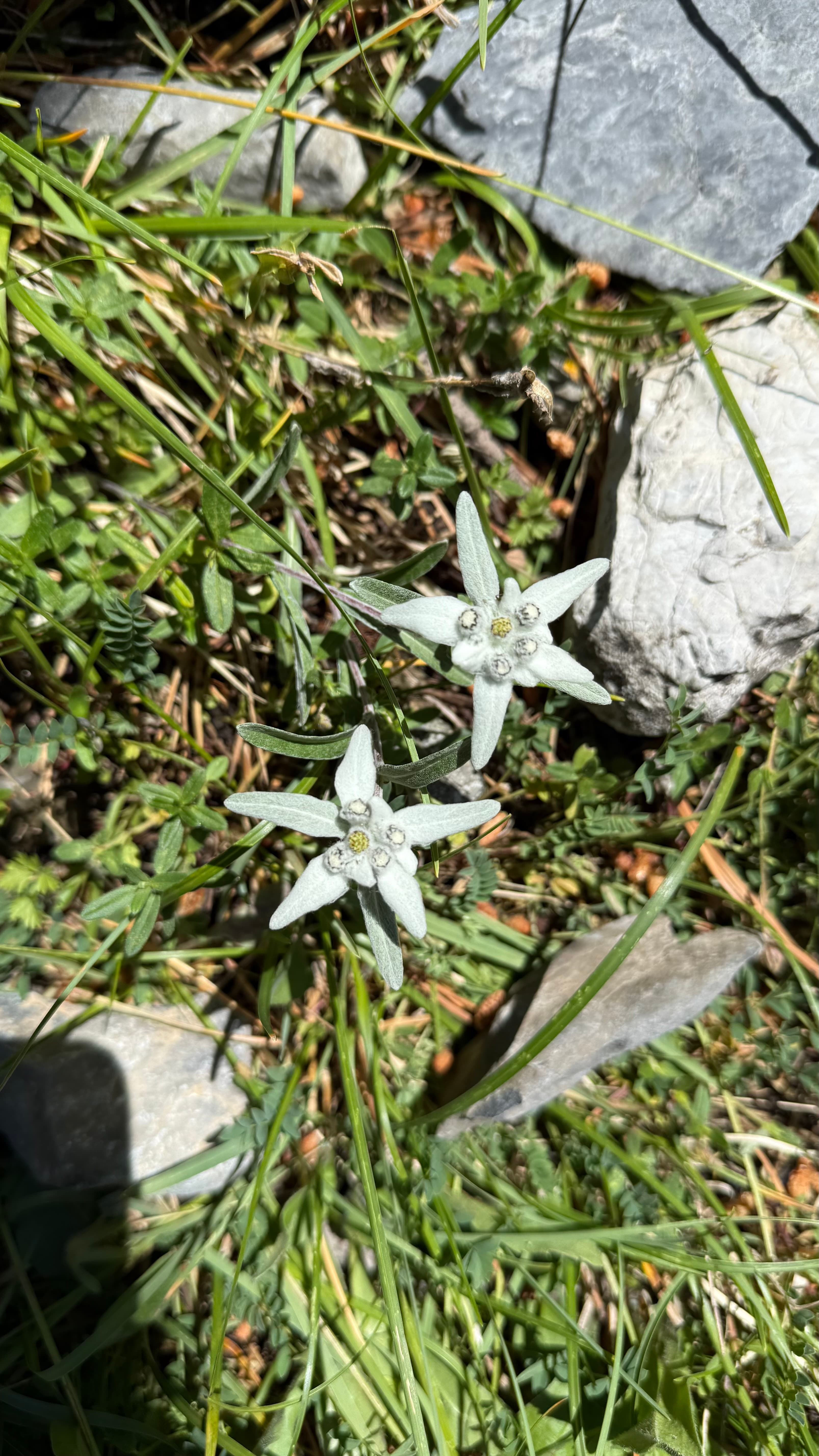 Les Écrins, photo 2